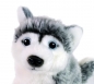 Preview: Husky mini